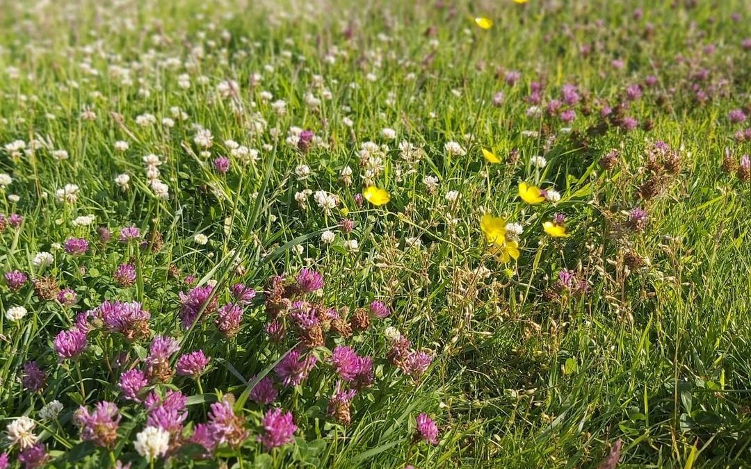 Our Green Credentials